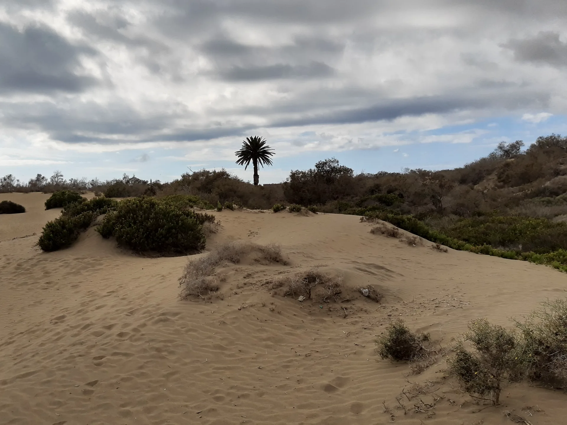 Palme und Dünen am Weg von Playa del Inglés auf Gran Canaria