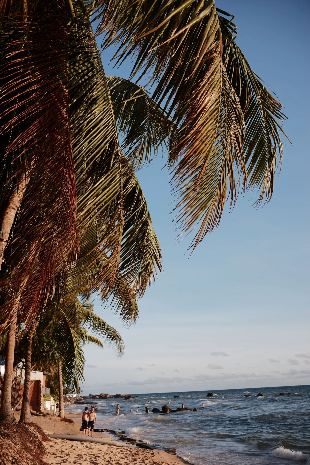 Palmen an einem Strand der vietnamesischen Insel Phú Quốc