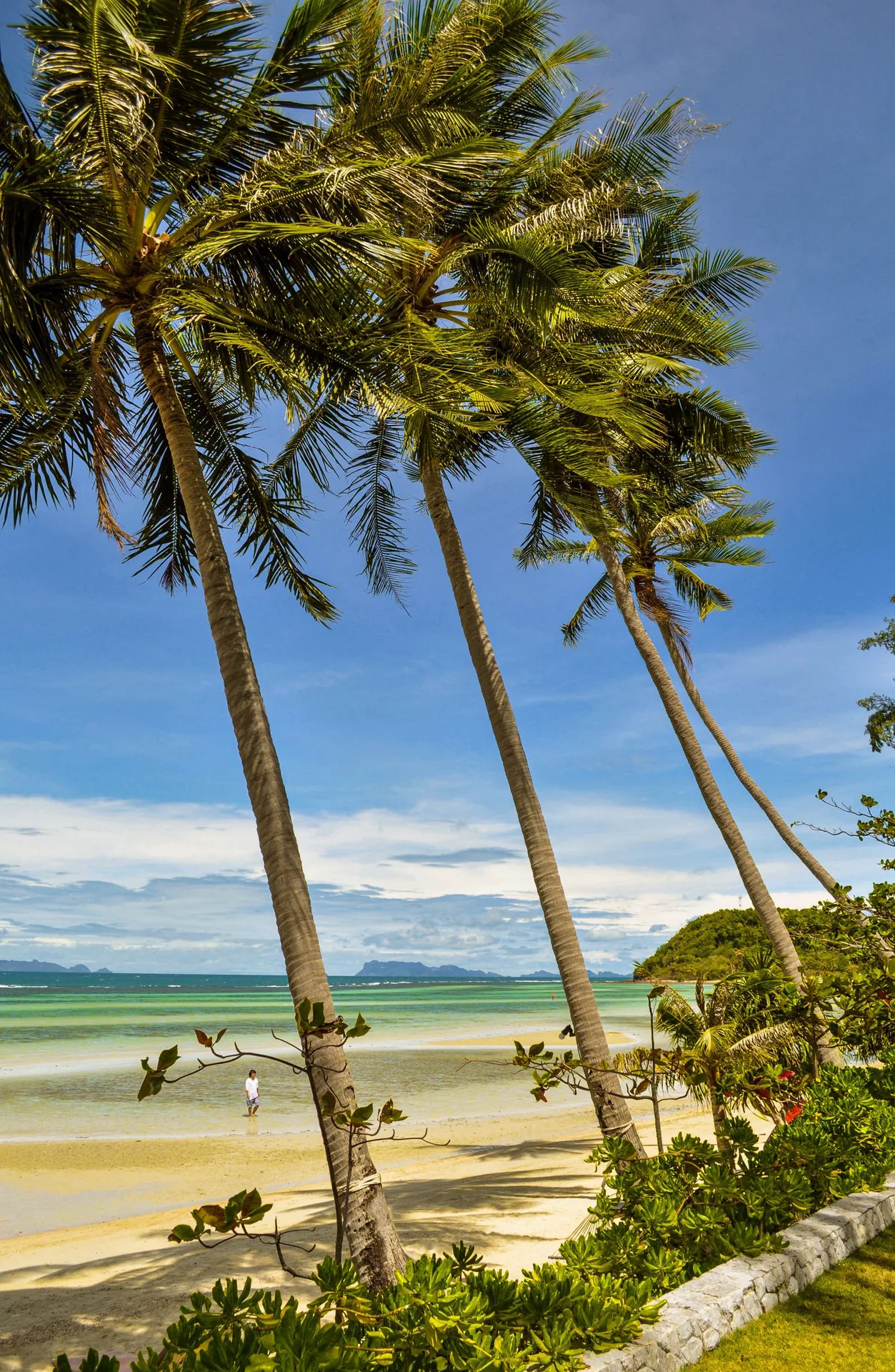Kokospalmen am Bang-Makham-Strand auf Koh Samui
