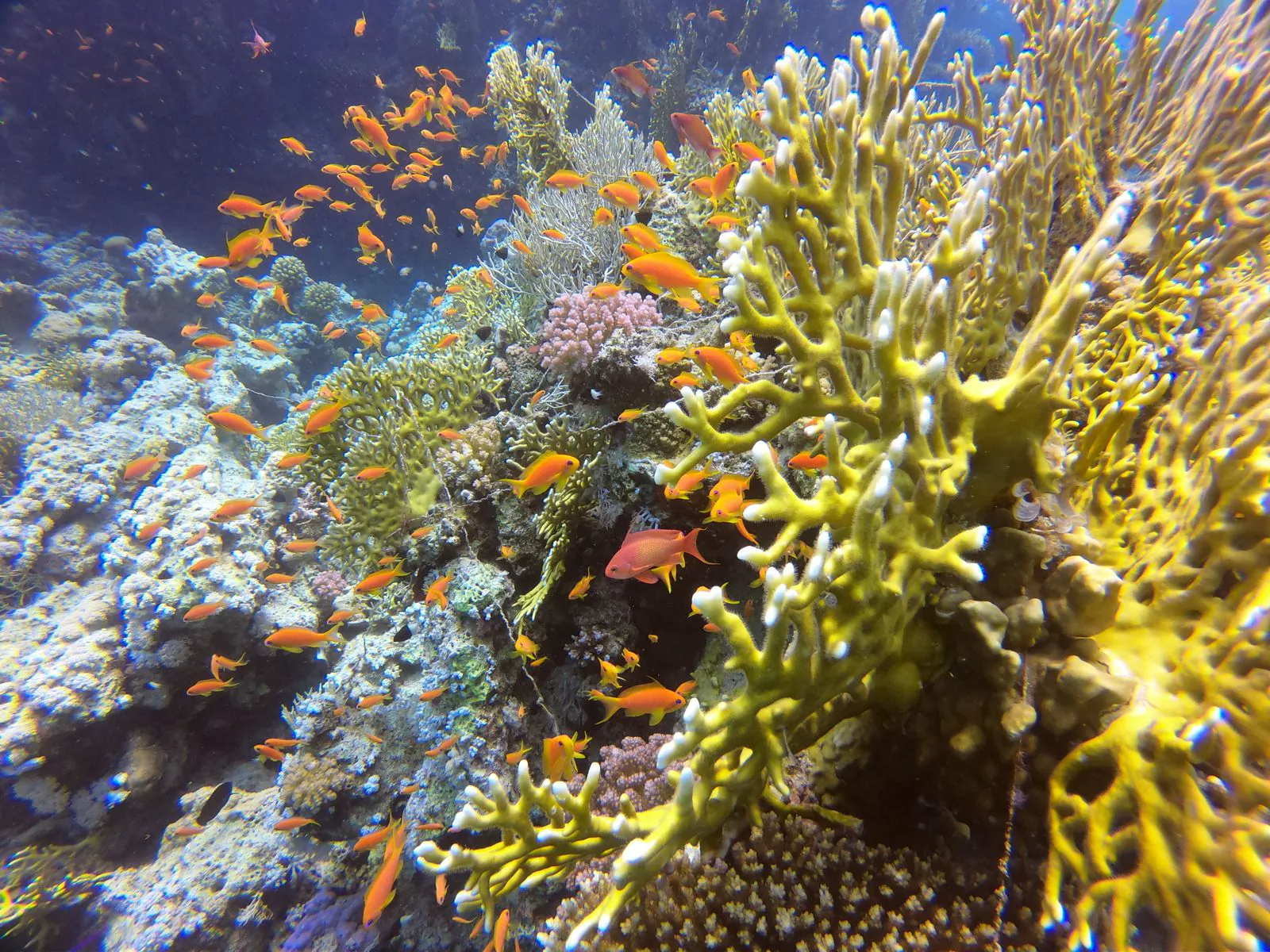 Orangefarbene Fische an einem Korallenriff bei Hurghada